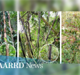 Conservation efforts for Benguet native bamboo and blueberry in full swing